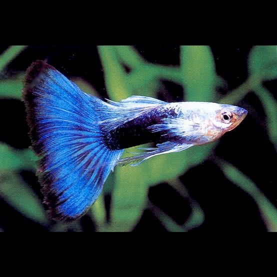 Poecilia ret.   Guppy blue metallic